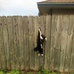 Barney caught in the fence