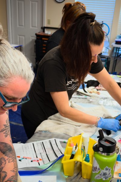 Anna and Claire in post-op recovery with a community cat during on-site spay/neuter clinic