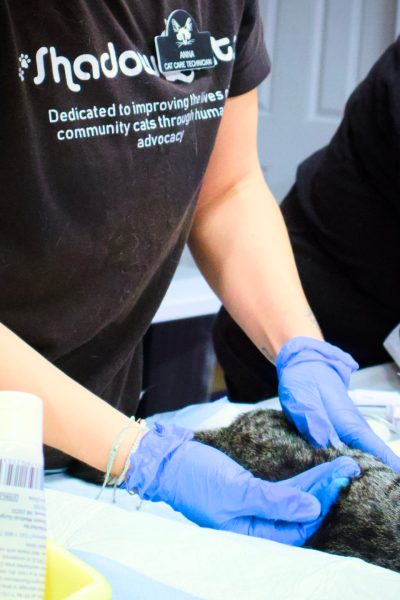 Anna monitoring vitals in post-op recovery with a community cat during spay/neuter clini