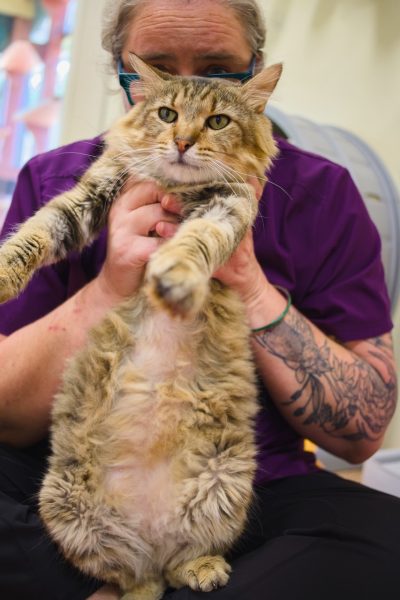 Claire showing us Hamilton's belly tufts!